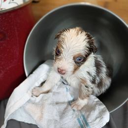 Reed (Blue Collar) - Red merle male Australian Shepherd puppy in Okeechobee, Florida from Rothsolid Puppies