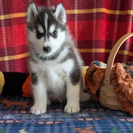 Siberian Husky Puppies from Kaleidoscope