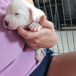 Charlie - White and brown male American Bulldog puppy in Abita Springs, Louisiana from Slumski's Bulldogs