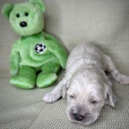 Ryder - Cream male Cockapoo puppy in Placerville, California from Rpuppies