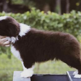 Border Collie Puppies from Astoria Border Collies