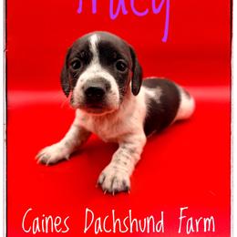 Tracy - Piebald female Dachshund puppy in Cincinnati, Ohio from Caines Dachshund Farm