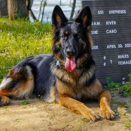 River - German Shepherd