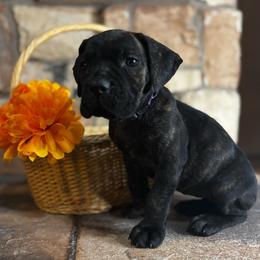 Purple collar - Black brindle female Cane Corso puppy in Tucson, Arizona from Cane Corso Friends