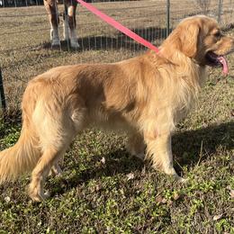 Marlin - Golden Retriever