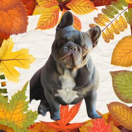 Bodi - French Bulldog