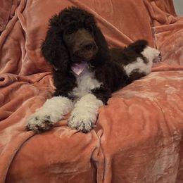 Dolly - Poodle puppy from Pups Are Us