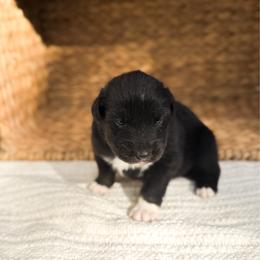 Porter - Black tri-color male Australian Shepherd puppy in Unionville, Iowa from Soap Creek Kennels