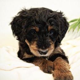 Bernedoodles from Dunvegan Doodles