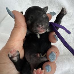 Pumpkin spice  ( tiny girl) going to Louisiana - Black female Yorkipoo puppy in Fredericktown, Missouri from Doodle Pups Fur-Ever