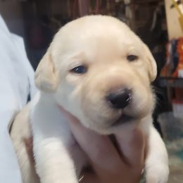 Labrador Retriever Puppies from Heartride Labradors