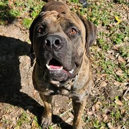 Caine - Brindle male Boerboel puppy in Pattison, Texas from Sure Bet Kennels