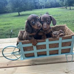 Dachshund Puppies from Golden Creek Farm