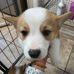Girl 1 - Red female Pembroke Welsh Corgi puppy in Middleburg, Florida from Mulkeys Little Corgis