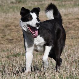 Belle (companion and working collie) - Black and white female Border Collie puppy in Strafford, Vermont from Thundering Paws Farm Working Collies