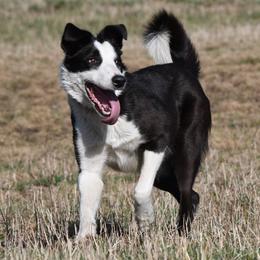 Belle (companion and working collie) - Black and white female Border Collie puppy in Strafford, Vermont from Thundering Paws Farm Working Collies