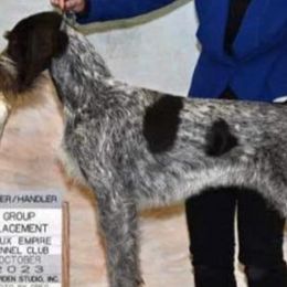 German Wirehaired Pointers from Shurcan