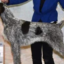 German Wirehaired Pointers from Shurcan