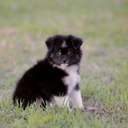 Tinsel - Black tri female Toy Australian Shepherd puppy in Georgetown, Texas from Minikin Manor