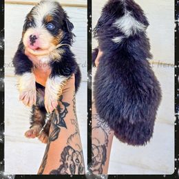 Gnome - Black tri male Miniature American Shepherd puppy in Lubbock, Texas from Texas Bluebonnet Herders