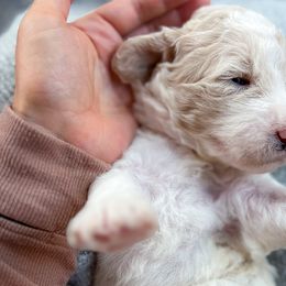 Polly Potato - Parti Poodle puppy in Troy, Wisconsin from Kettle Cove Standard Poodles