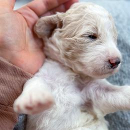 Polly Potato - Parti Poodle puppy in Troy, Wisconsin from Kettle Cove Standard Poodles