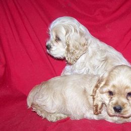 Xoloitzcuintli from Shasta Spots and Solids