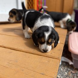 Beagle Puppies from Lead The Way Kennel LLC