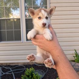 Aspen - Chocolate female Pomsky puppy in Harrodsburg, Kentucky from KY Pomsky Paws