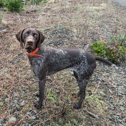 Royal - German Shorthaired Pointer