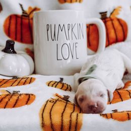 “Toby” Keith - Parti Goldendoodle puppy in Pine Bluff, Arkansas from Maizey Jane’s Doodles