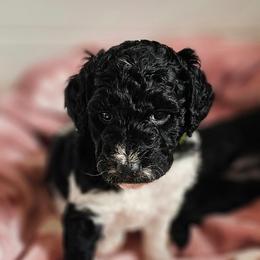 Giggles - Parti female Goldendoodle puppy in Harris County, Texas from Cute & Curly Doodles