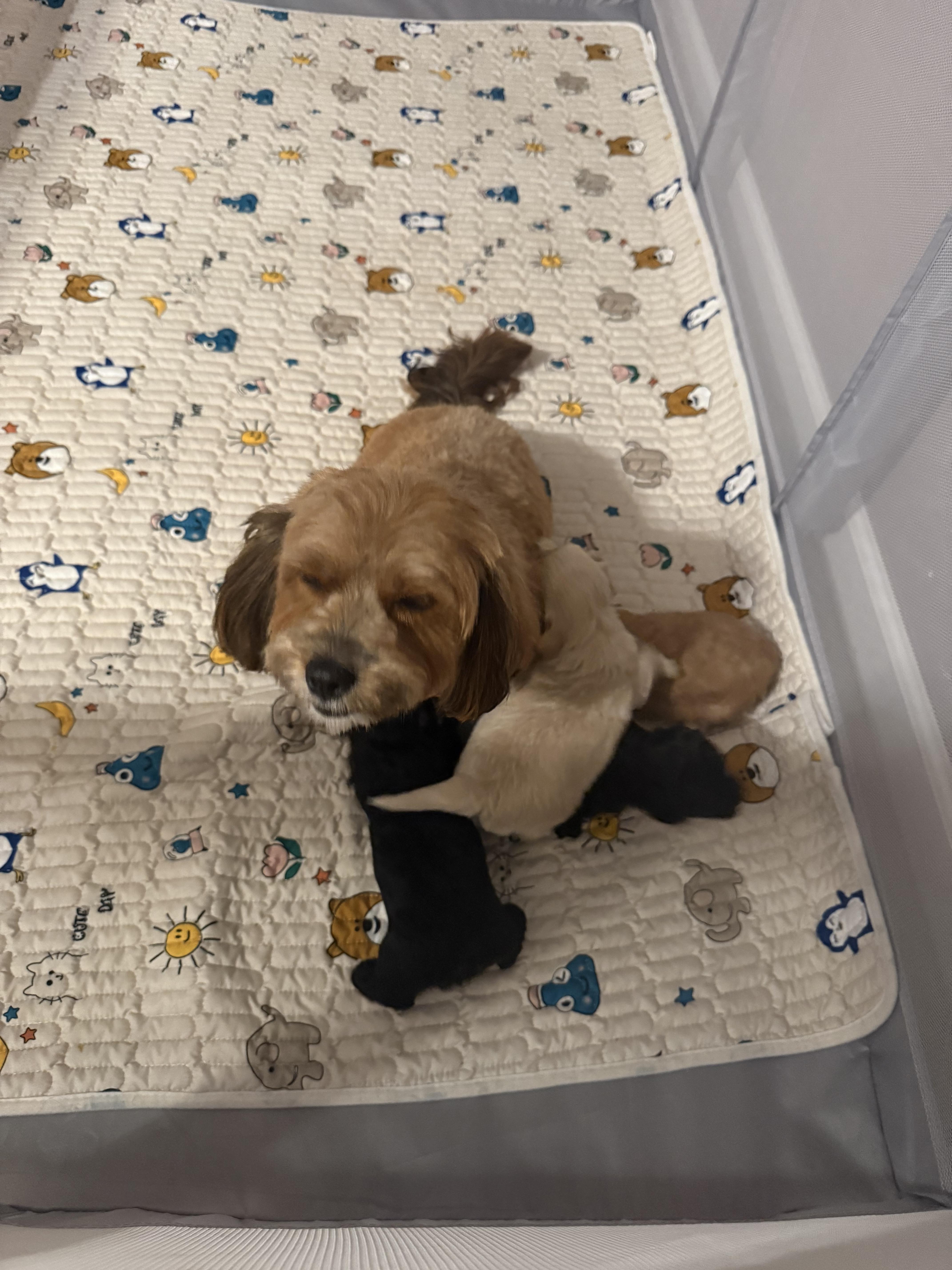 Coco
