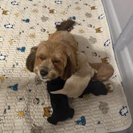 Coco - Goldendoodle