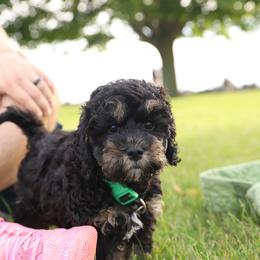 Penn - Black and tan male Cockapoo puppy in Canastota, New York from Silver City Cockapoos