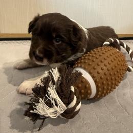 Australian Shepherd Puppies from White Oak Aussies