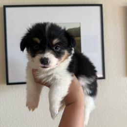 Daisy - Black and tan female Pembroke Welsh Corgi puppy in Red Bluff, California from Wilder Ranch Corgis