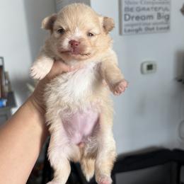 Pomeranian Puppies from Natalia's Pomeranians