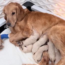 Golden Retriever Puppies from Wishaw Whisky Golden Retrievers