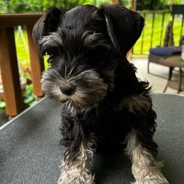Girl 1 - Black and silver Miniature Schnauzer puppy in Bellville, Ohio from Lynn's Charming Schnauzers