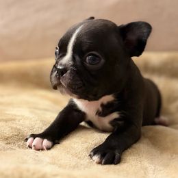 Prada - Black brindle and white female Boston Terrier puppy in Pahrump, Nevada from Lujan Ranch