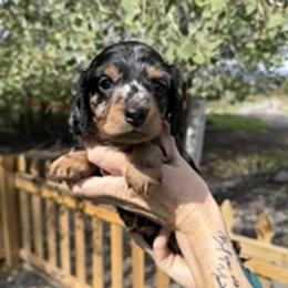 Aeysha's Baby - Dapple female Dachshund puppy in Delta, Colorado from Weinderful Dachshunds