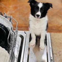 Lily - Black female Border Collie puppy in Dallas, Texas from Effervescent Border Collies