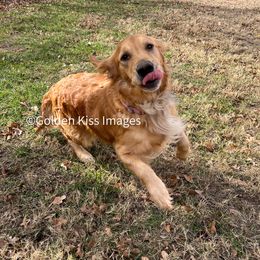 Syrabi - Golden Retriever
