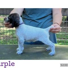 Purple - Liver and white female German Wirehaired Pointer puppy in Umatilla, Florida from Double D Picards and GWPs