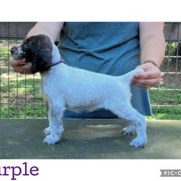 Purple - Liver and white female German Wirehaired Pointer puppy in Umatilla, Florida from Double D Picards and GWPs