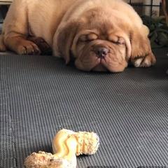 Dogues de Bordeaux from Robin Newland's Dogue de Bordeaux Puppies
