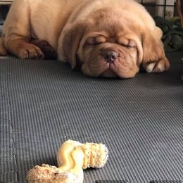 Dogues de Bordeaux from Robin Newland's Dogue de Bordeaux Puppies