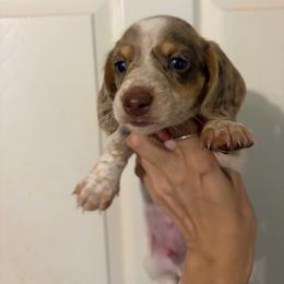 Finn - Chocolate and tan male Dachshund puppy in Conroe, Texas from R&M Dachshunds