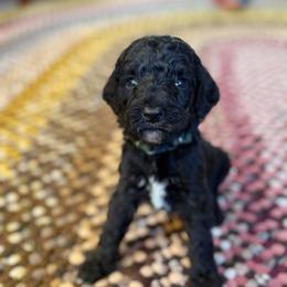 Twix - Black female Poodle puppy in St. Johnsbury, Vermont from Poodles of the Northern Woods
